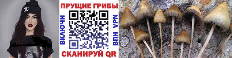 Псилоцибиновые грибы мицелий  Купить где  Жуковка 